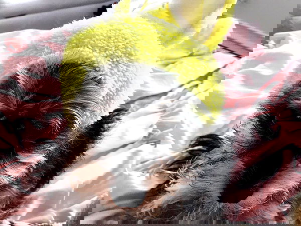 iluvmeww iluvmeww archive image