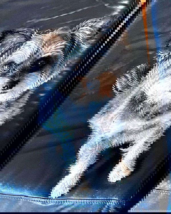 iluvmeww iluvmeww archive image