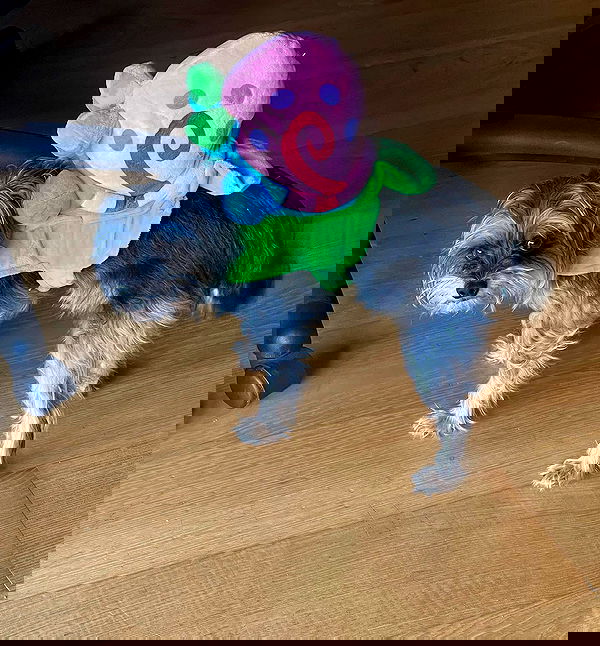 iluvmeww iluvmeww archive image