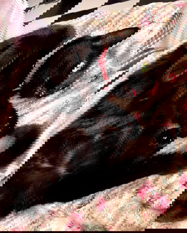 iluvmeww iluvmeww archive image