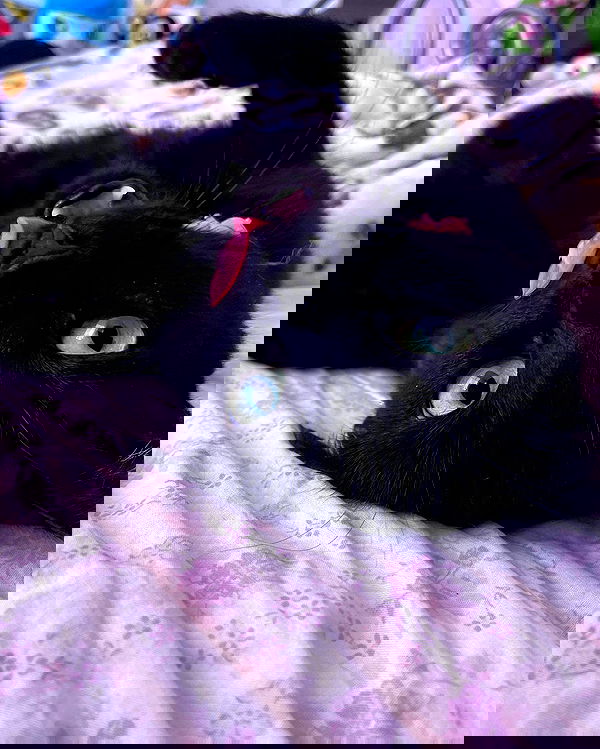 iluvmeww iluvmeww archive image