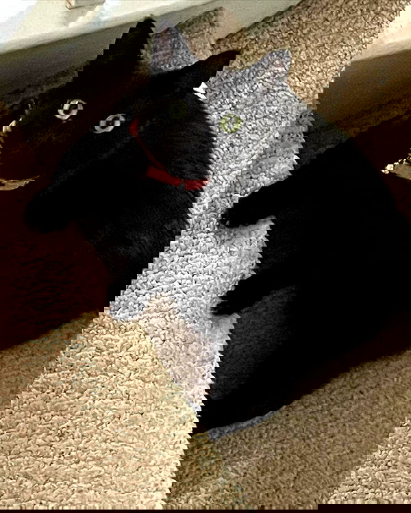 iluvmeww iluvmeww archive image