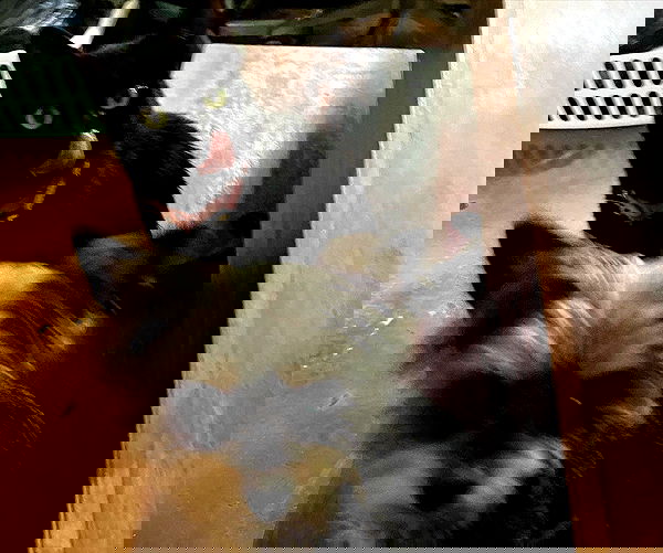 iluvmeww iluvmeww archive image