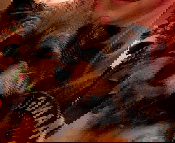 iluvmeww iluvmeww archive image