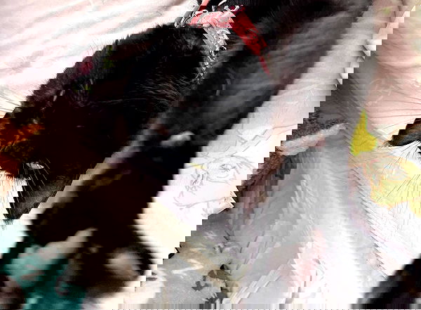 iluvmeww iluvmeww archive image