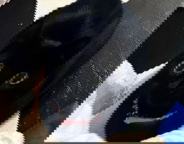 iluvmeww iluvmeww archive image