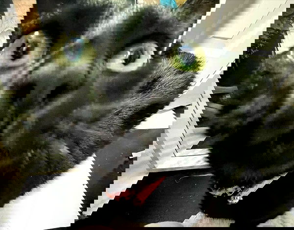 iluvmeww iluvmeww archive image