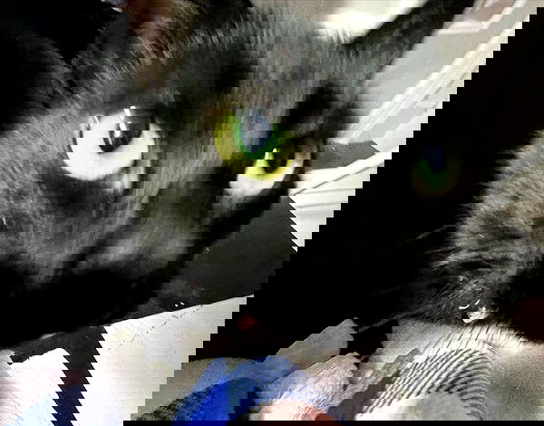 iluvmeww iluvmeww archive image