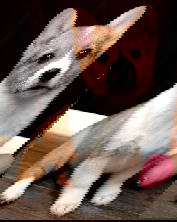 iluvmeww iluvmeww archive image