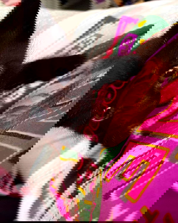 iluvmeww iluvmeww archive image