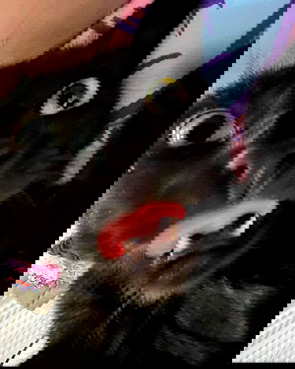 iluvmeww iluvmeww archive image