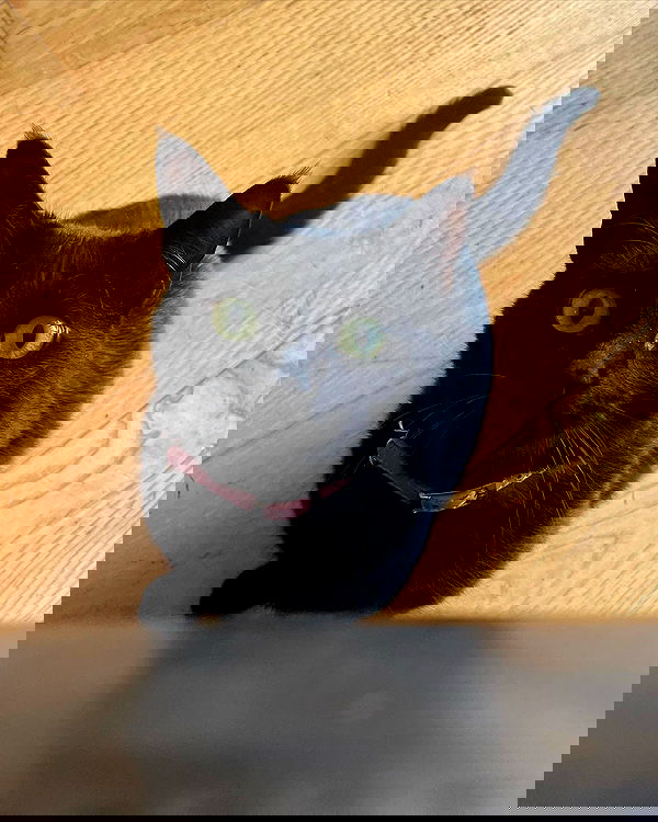 iluvmeww iluvmeww archive image