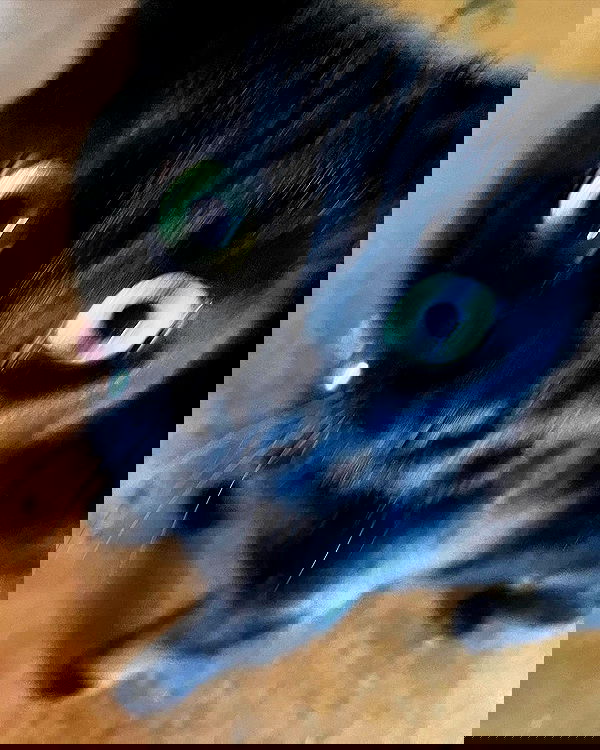 iluvmeww iluvmeww archive image