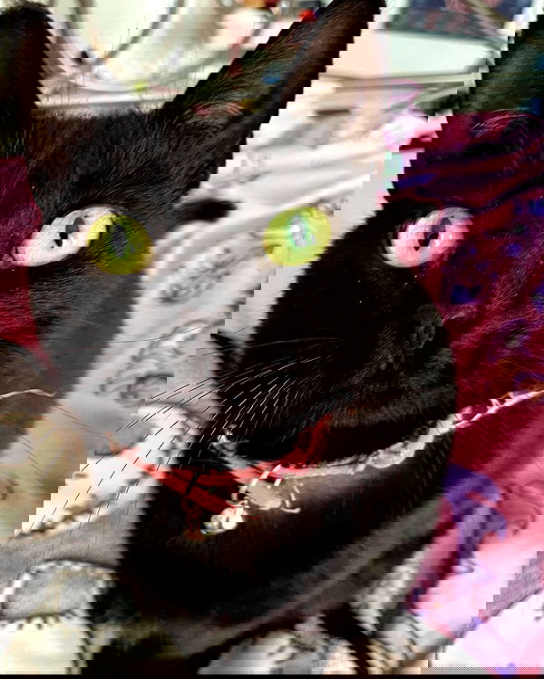 iluvmeww iluvmeww archive image