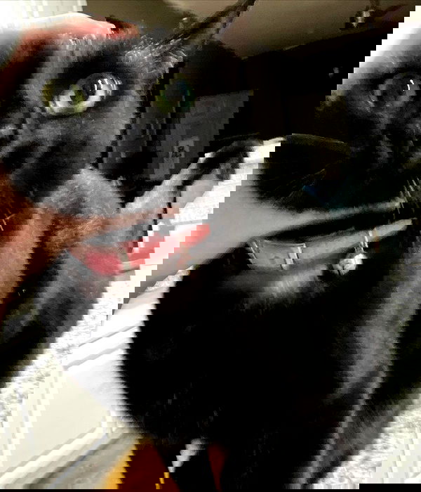 iluvmeww iluvmeww archive image