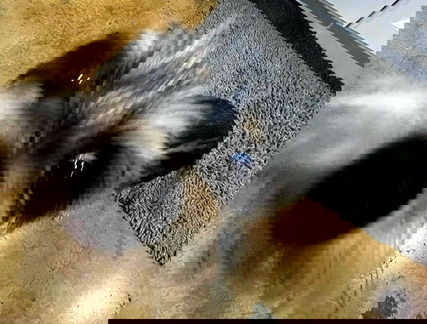 iluvmeww iluvmeww archive image