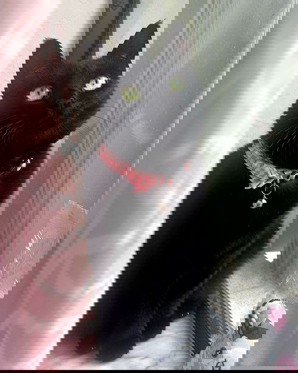 iluvmeww iluvmeww archive image