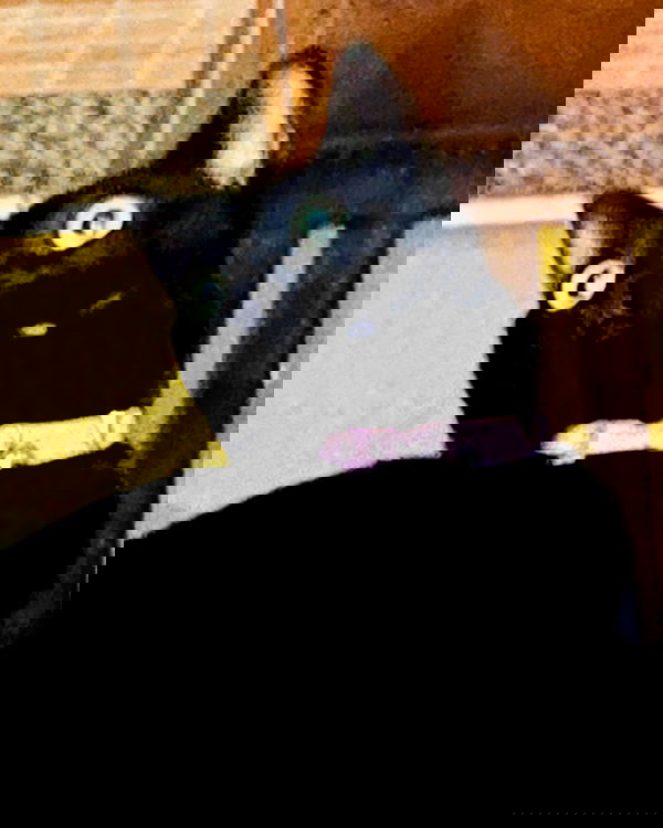 iluvmeww iluvmeww archive image