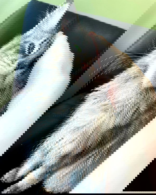 iluvmeww iluvmeww archive image