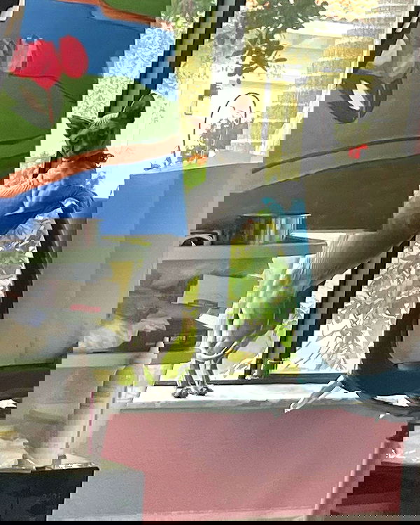 iluvmeww iluvmeww archive image