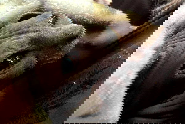 iluvmeww iluvmeww archive image