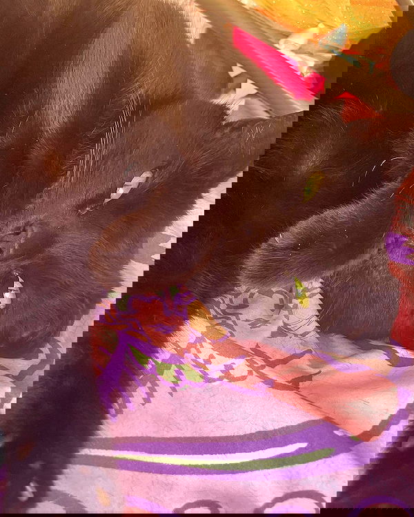 iluvmeww iluvmeww archive image