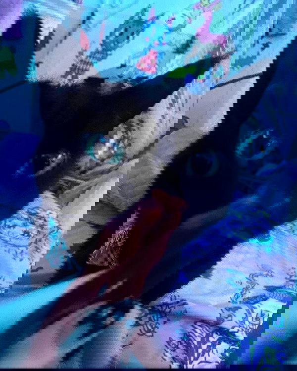 iluvmeww iluvmeww archive image