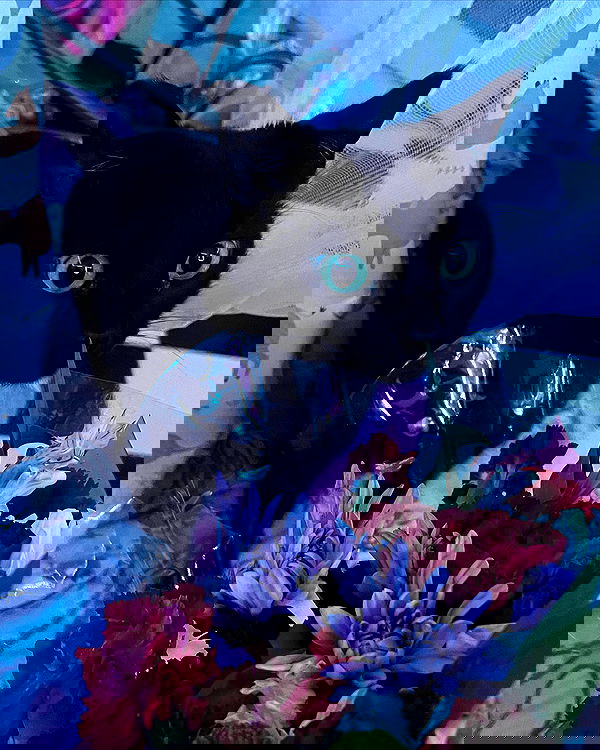 iluvmeww iluvmeww archive image