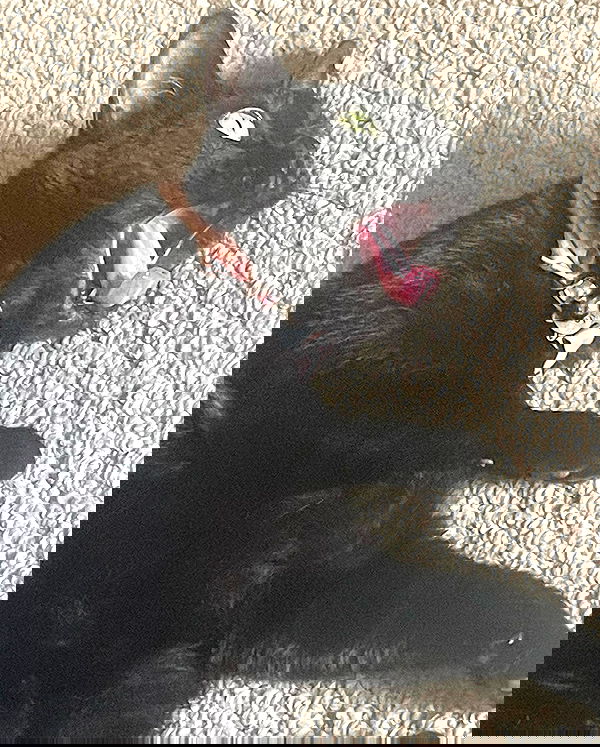 iluvmeww iluvmeww archive image