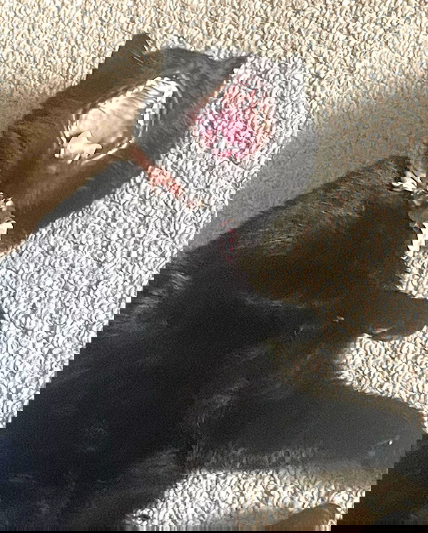 iluvmeww iluvmeww archive image