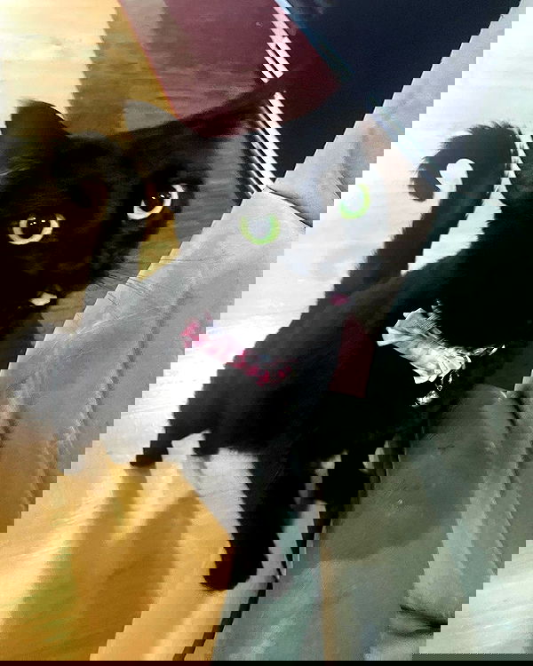 iluvmeww iluvmeww archive image