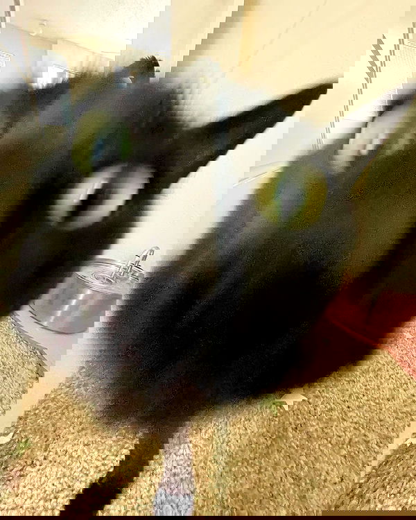 iluvmeww iluvmeww archive image