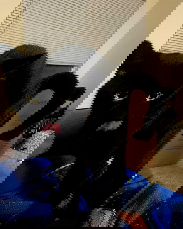 iluvmeww iluvmeww archive image