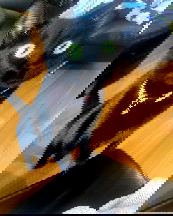 iluvmeww iluvmeww archive image