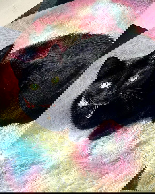 iluvmeww iluvmeww archive image