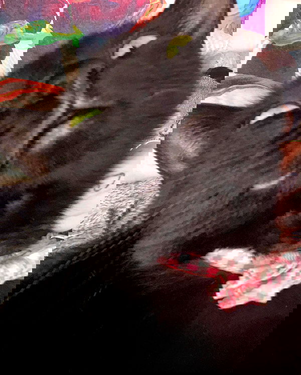 iluvmeww iluvmeww archive image