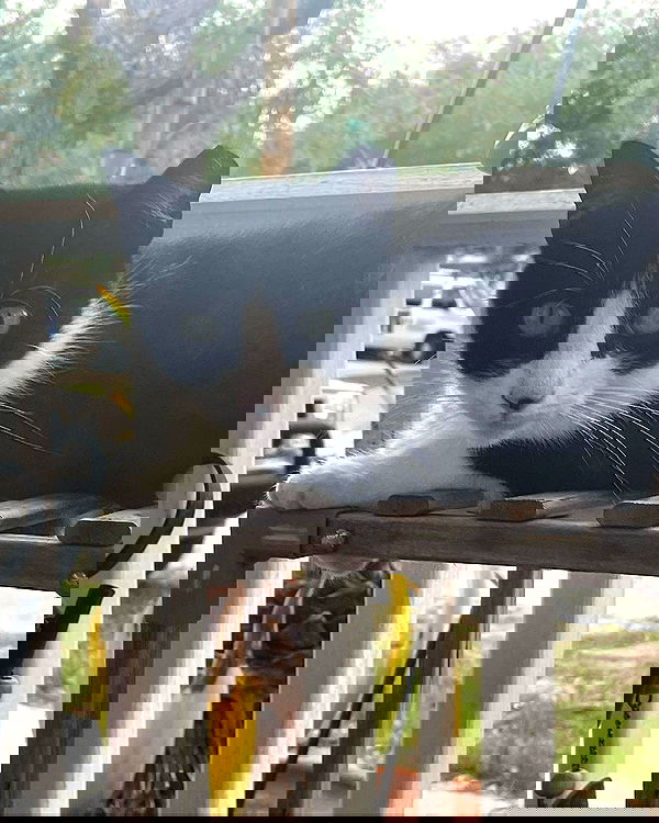 iluvmeww iluvmeww archive image