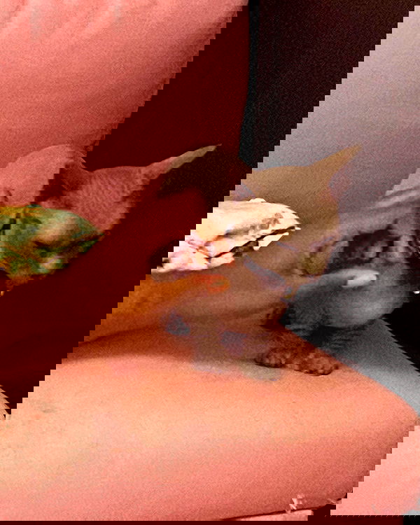 iluvmeww iluvmeww archive image