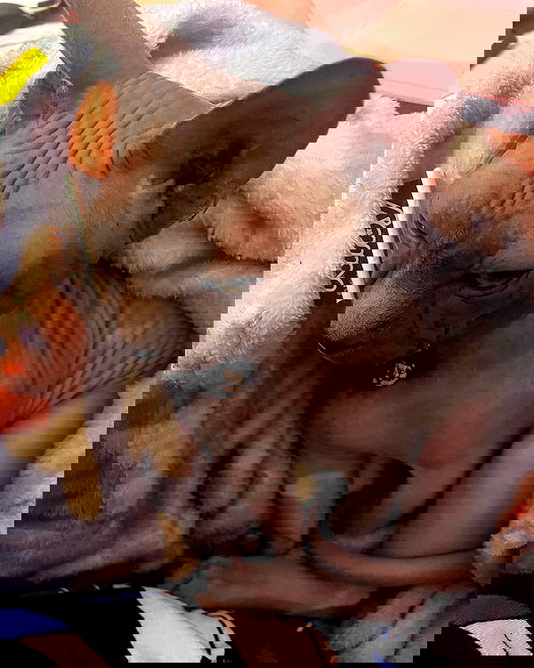 iluvmeww iluvmeww archive image