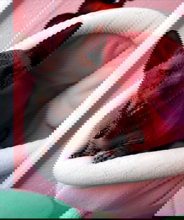 iluvmeww iluvmeww archive image