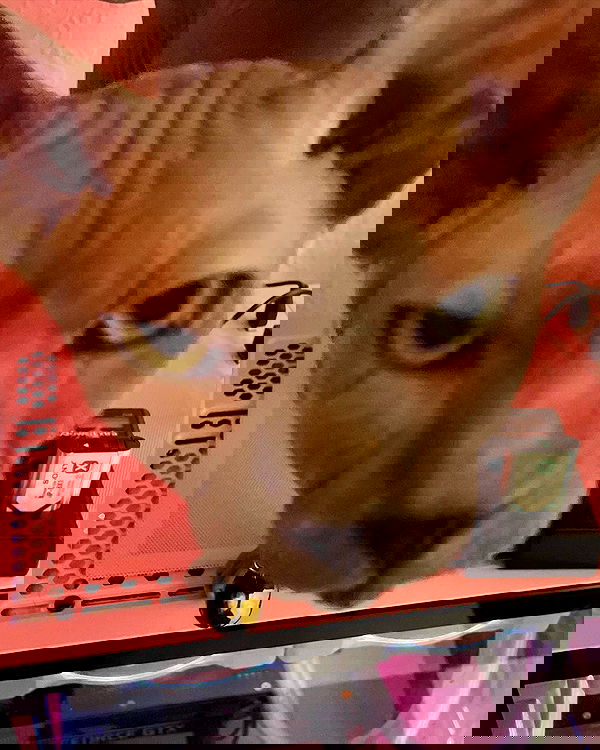 iluvmeww iluvmeww archive image