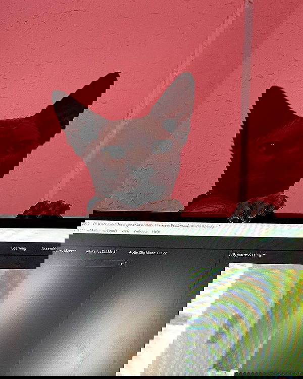 iluvmeww iluvmeww archive image