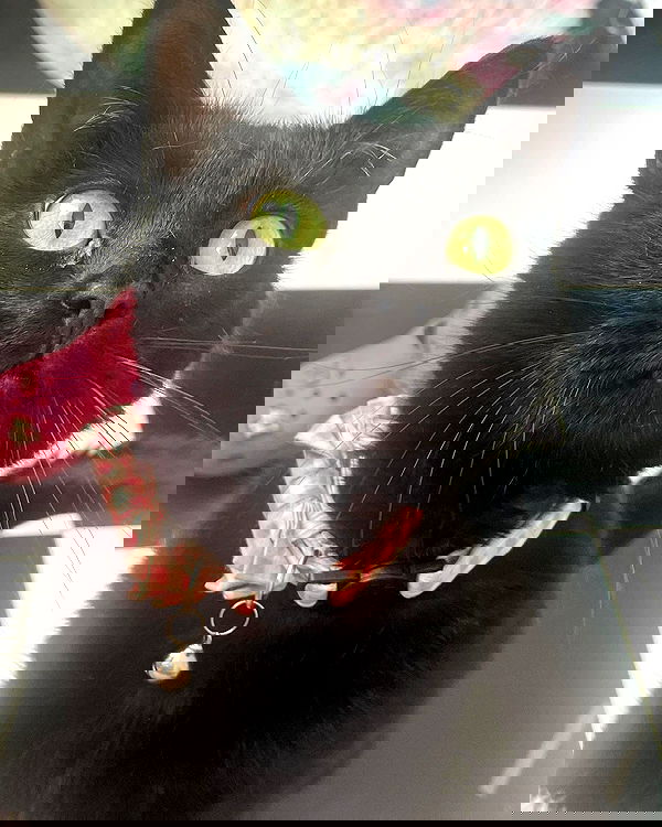 iluvmeww iluvmeww archive image