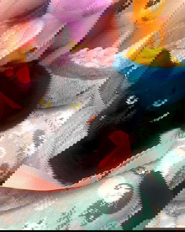 iluvmeww iluvmeww archive image