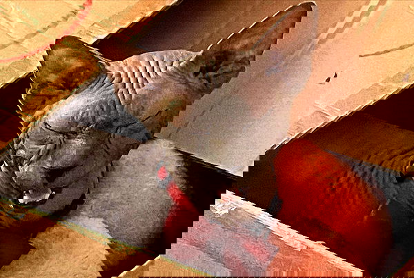 iluvmeww iluvmeww archive image