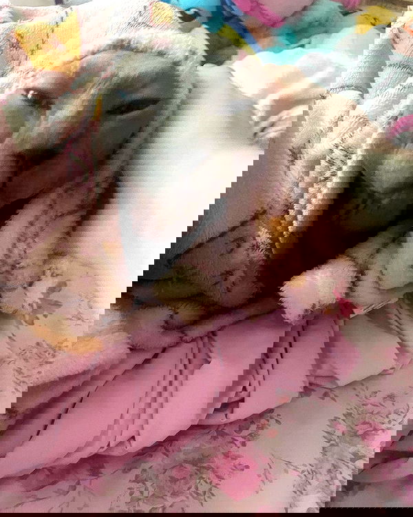 iluvmeww iluvmeww archive image