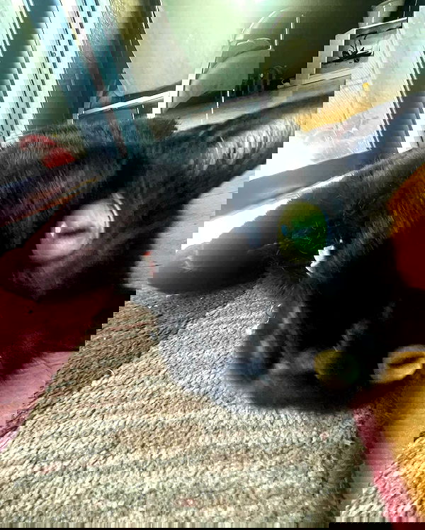 iluvmeww iluvmeww archive image