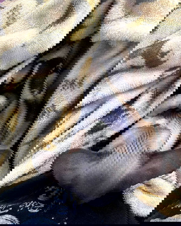 iluvmeww iluvmeww archive image