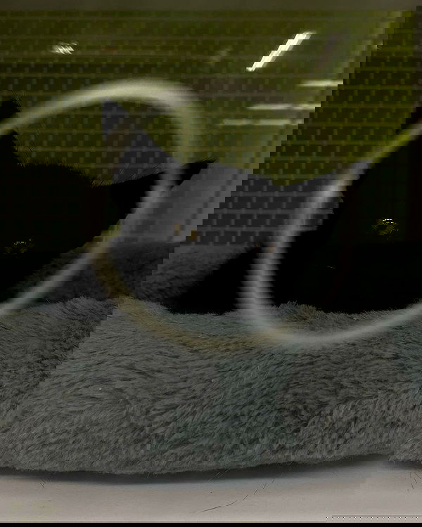 iluvmeww iluvmeww archive image