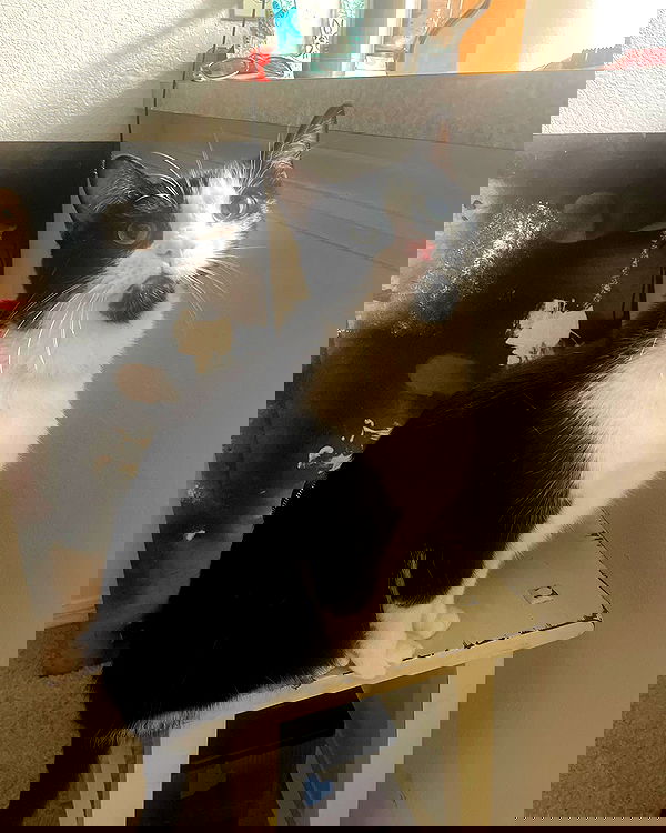 iluvmeww iluvmeww archive image